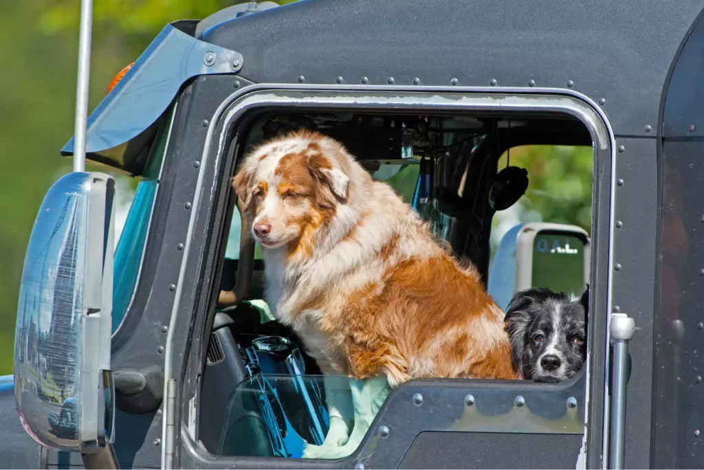 pet seat covers for trucks