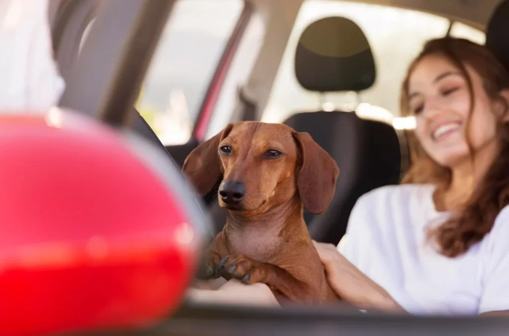 dachshund car seat