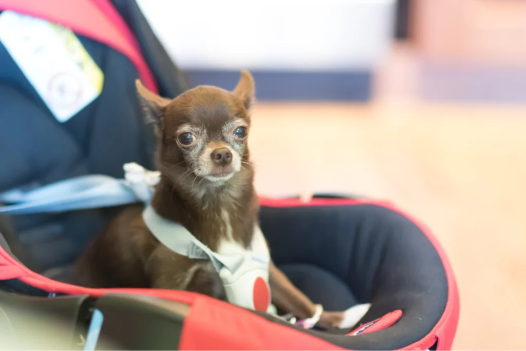 luxury dog car seats