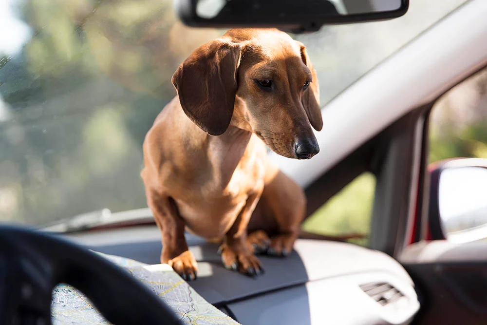 dachshund car seat