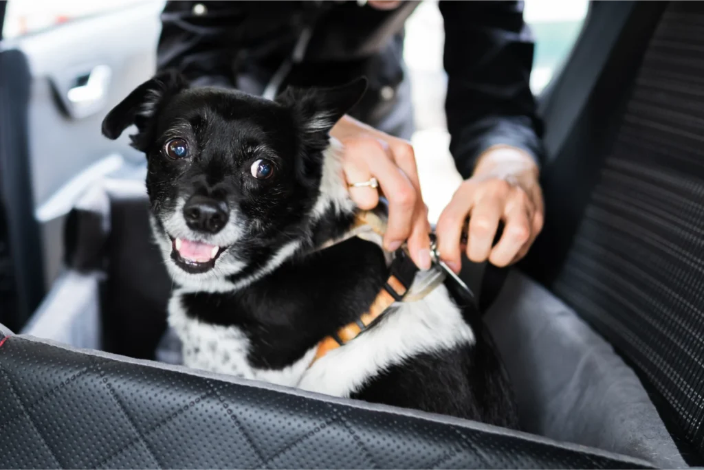 dog seat belt jeep