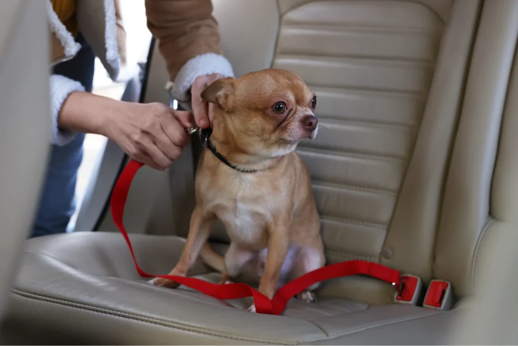 dog seat belt jeep