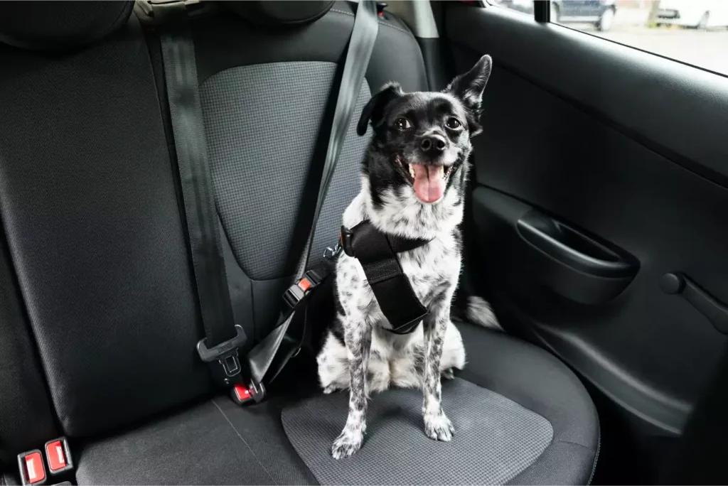 adjustable dog car seat belt