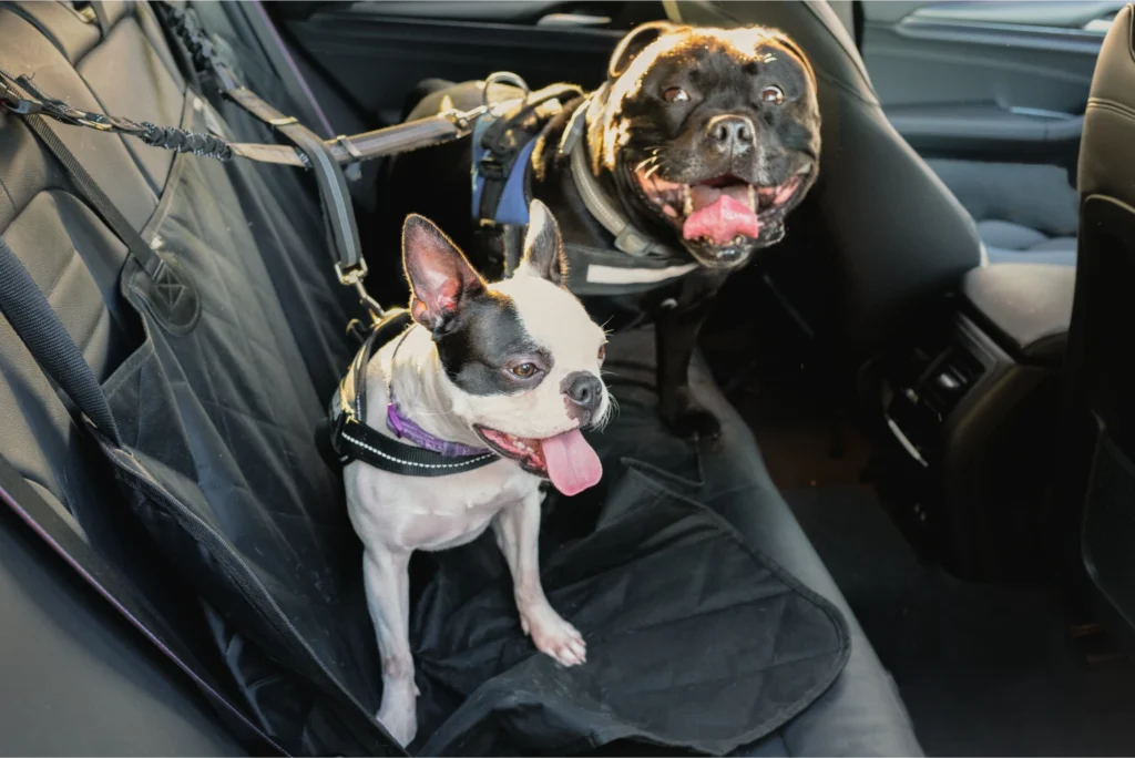 pet carpool seat