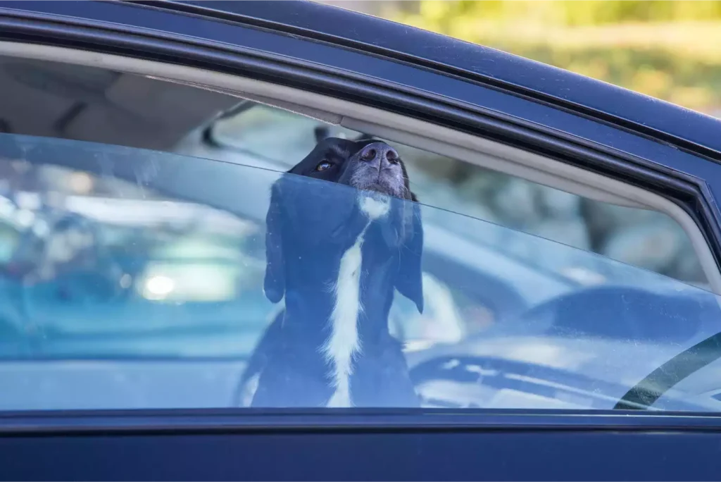 adjustable dog car seat belt