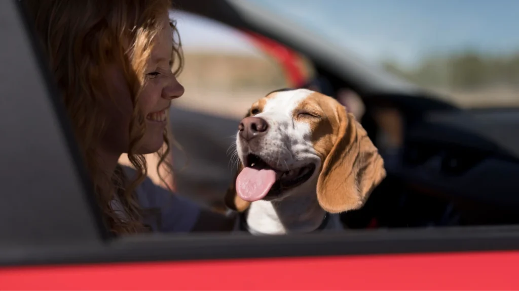 luxury dog car seats