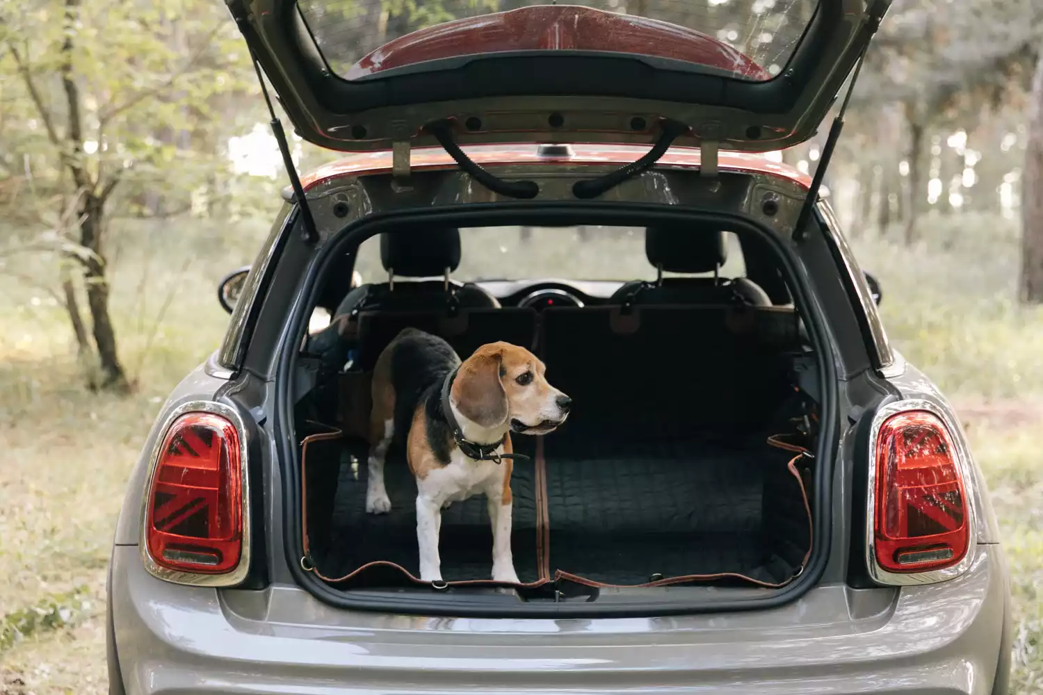 Boykin Spaniels back seat cover for Dodge Charger